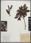 Foto von Salix myrsinites L. x Salix nigricans Sm.